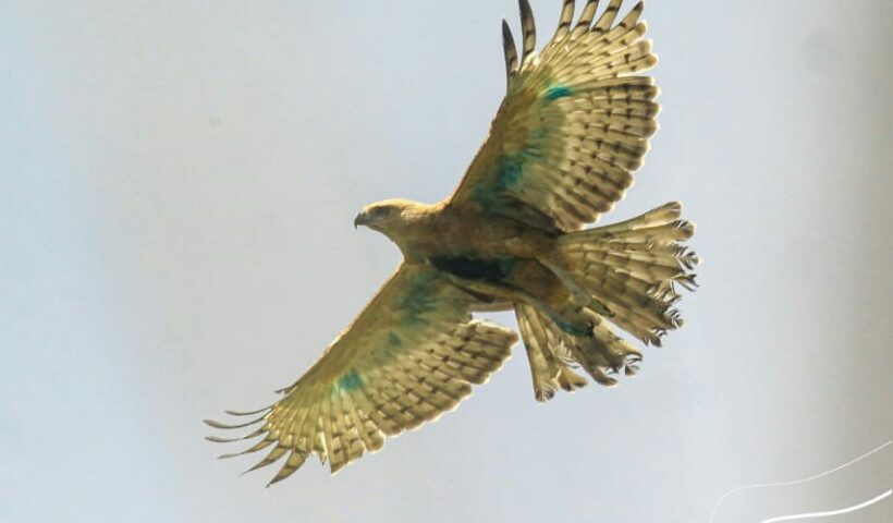 Elang Jawa bernama Iskandar bisa terbang bebas di sekitar Gunung Halimun Salak, Bogor, Jawa Barat