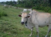 Ini Nasib Peternak Sapi Tradisional Grobogan