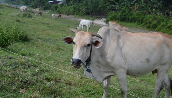 Ini Nasib Peternak Sapi Tradisional Grobogan
