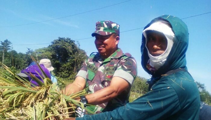 Babinsa Koramil 09/Ngaliyan Bantu Poktan Panen Padi
