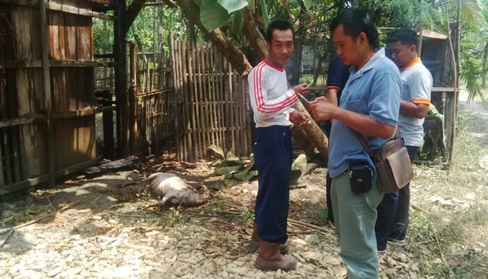 Ditinggal Apitan Kambing Haryono Terbakar
