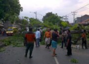 Pohon Tumbang Jalan Mangkang Ditutup Total