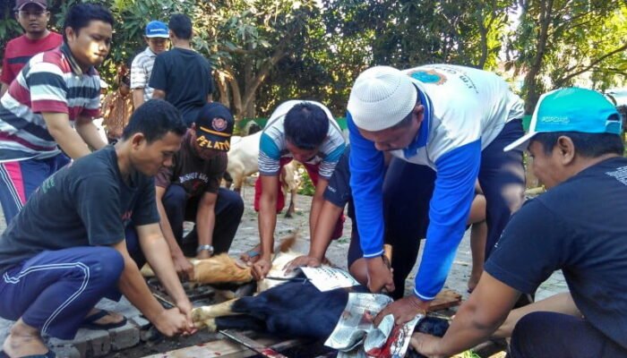 SMP Al Azhar BSB Sembelih 9 Sapi dan 50 Kambing