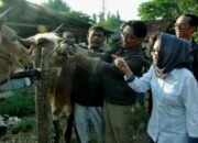 Persediaan Hewan Kurban Kabupaten Pekalongan Aman