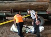 Tertimpa Kayu 4 Meter Supir Truck Tewas