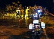 Hujan Disertai Angin Kencang, Satu Pohon Besar di Grobogan Tumbang