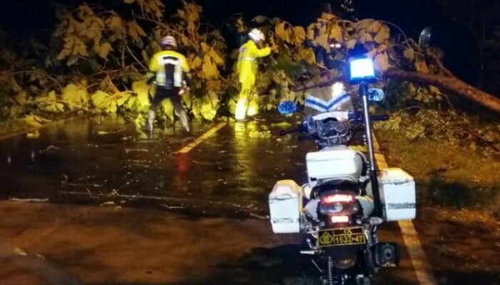 Hujan Disertai Angin Kencang, Satu Pohon Besar di Grobogan Tumbang