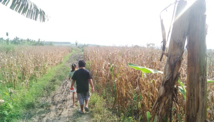 Pertanian Masih Menjadi Prioritas DPD Nasdem