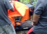 Penebang Pohon Mati Tertimpa Pohon