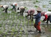 77,7% Petani di Jateng Masih Konvensional