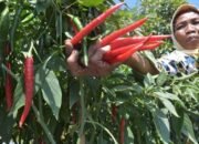 Pedasnya Harga Cabai Teror Petani Jawa Tengah