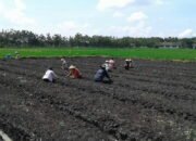 Petani Brambang Tanam 10 Hektar Sawah