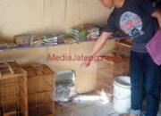 Bobol Tembok, Pencuri Burung Tertangkap Warga