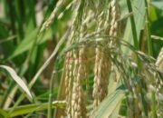 Padi Tangkai Panjang Kejutkan Petani Gubug