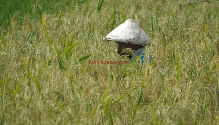 Terus Naik, Ini Besaran Dana Desa Kabupaten Grobogan