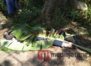 Curi Motor, Perempuan Ini Tewas Tabrak Randu
