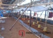 Peternak Bocorkan Penyebab Kenaikan Harga Daging Ayam