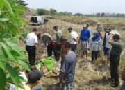 Diduga Penyakitnya Kambuh, Nenek Ini Ditemukan Tewas di Sawah