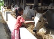 Selain Manusia, Sapi Juga Dapat Asuransi