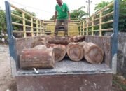 Maling Kayu Ilegal Tertangkap Petugas