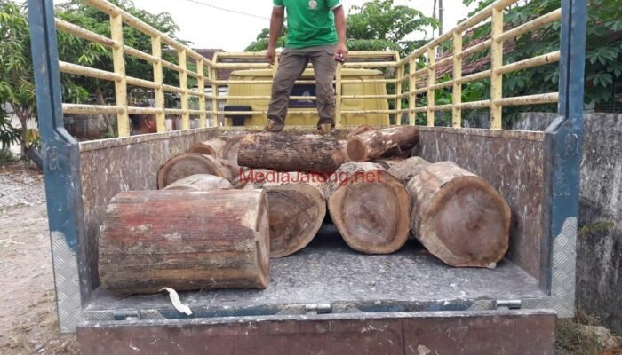 Maling Kayu Ilegal Tertangkap Petugas