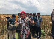 Impor Jagung Tidak Perlu Lagi, Asal ?