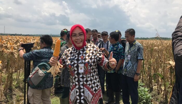 Impor Jagung Tidak Perlu Lagi, Asal ?