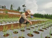 Mengistimewakan BUMN Untuk Impor Bawang Putih Ciptakan Rente Ekonomi