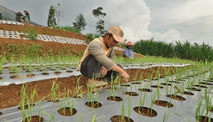 Mengistimewakan BUMN Untuk Impor Bawang Putih Ciptakan Rente Ekonomi