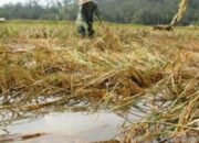 Kurang Berpihak Pada Semua Petani, Bantuan Kementan Dipertanyakan