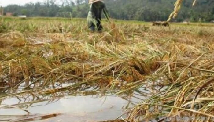 Kurang Berpihak Pada Semua Petani, Bantuan Kementan Dipertanyakan