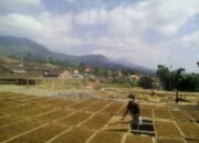 Kemarau, Tembakau Susah Kering Karena Minimnya Stok Pemanis
