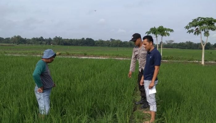 Jebakan Tikus Beraliran Listrik Kembali Memakan Korban