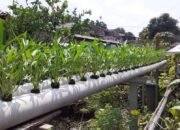 Sukardi Ajak Warga Panen Sayur dan Ikan Segar di Tengah Pandemi
