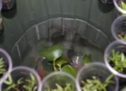 Berkebun dan Budidaya Ikan Bisa Jadi Pilihan Saat Pandemi Covid-19