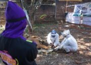 Idul Adha Di Era New Normal, Global Qurban Patuhi Protokol Kesehatan