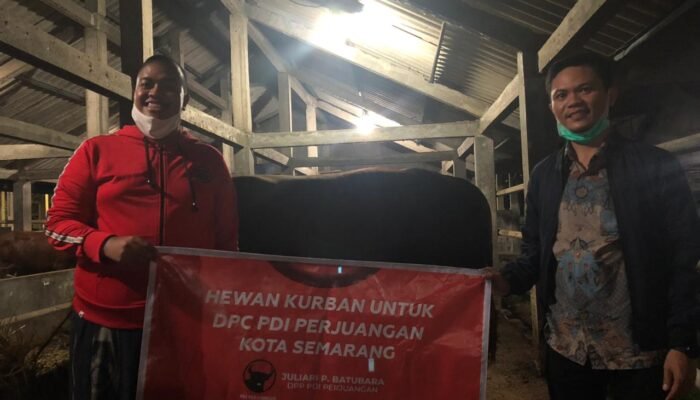 Juliari P Batubara Sumbang Sapi Kurban Untuk Empat DPC PDI Perjuangan