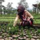 Pembina Putri Banyumas Berlatih Budidaya Tanaman Hias