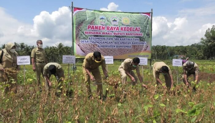 Wabup Sadewo Panen Raya Kedelai di Desa Pasinggangan Banyumas