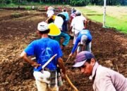 Atasi Pengangguran Pemdes Klampok Adakan Budidaya Tanaman Pepaya California
