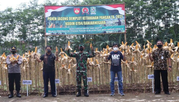 Dandim Banjarnegara Panen Jagung Bersama Kelompok Tani Tiga Serangkai