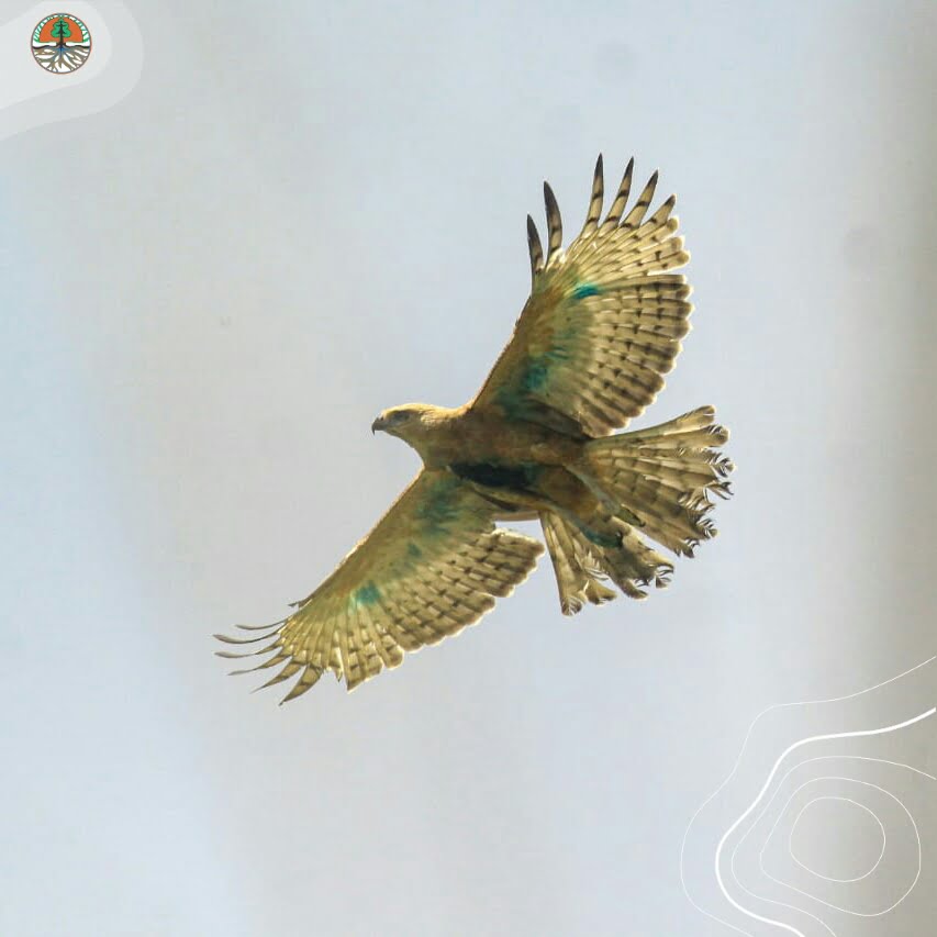 Elang Jawa bernama Iskandar bisa terbang bebas di sekitar Gunung Halimun Salak, Bogor, Jawa Barat