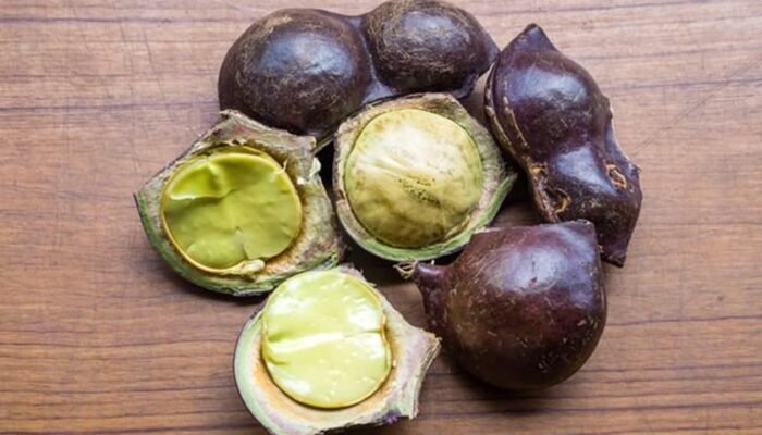 Jengkol. Berbau Menyengat tapi Banyak Manfaat. Cegah Anemia dan Diabetes
