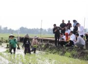 Jokowi Mengunjungi Kawasan Penanaman Padi Biosalin, Solusi Pangan untuk Wilayah Pesisir Kota Semarang