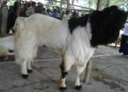 Si Reno Etawa Kaligesing Beradu Sapi Limosin Saat Idul Adha
