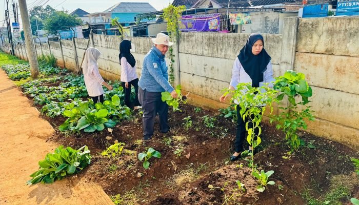 Panen Sawi Caisin, Lapas Semarang Dukung Program Makan Bergizi Gratis