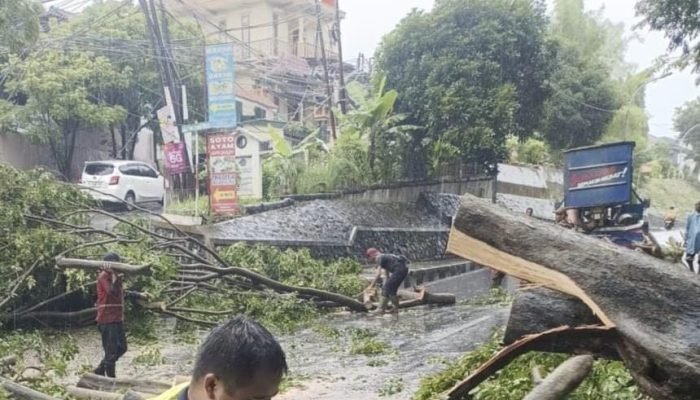 Pemkot Semarang Kembali Gerak Cepat Evakuasi Pohon Tumbang Akibat Cuaca Ekstrem